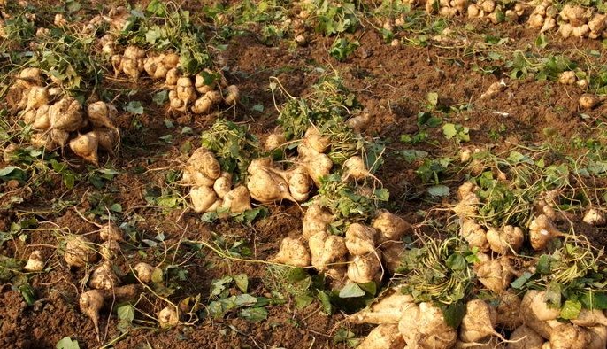 Pachyrhizus seed Yam Bean 